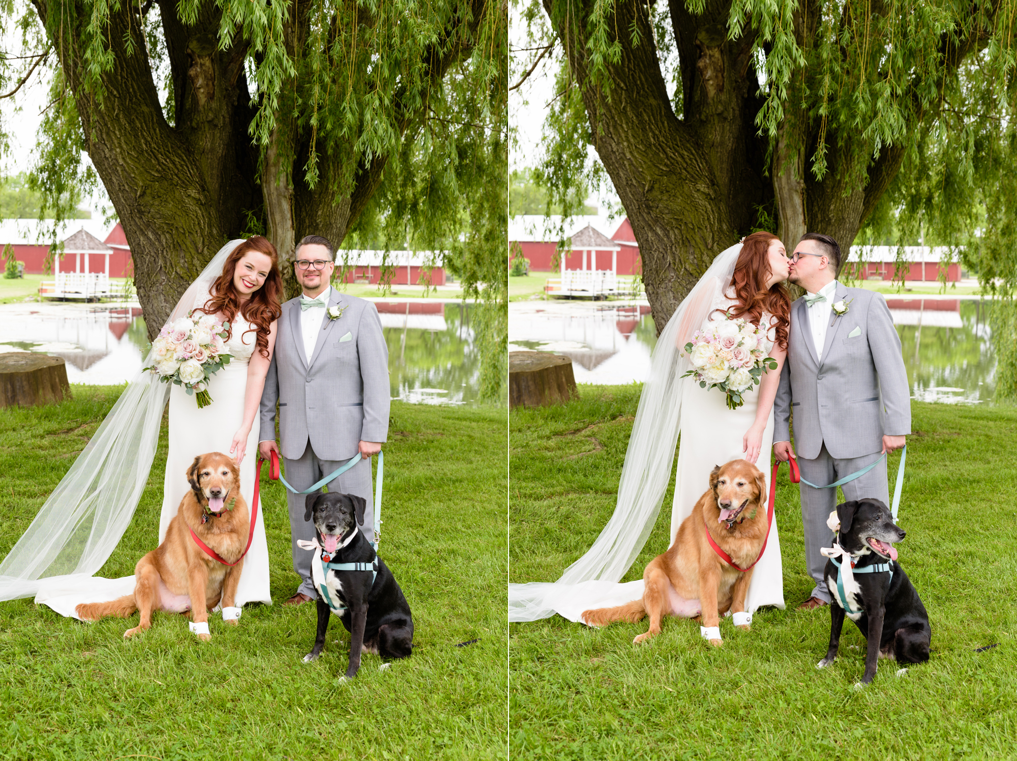 Bride & Groom do a first look with their dogs before their wedding at Amish Acres