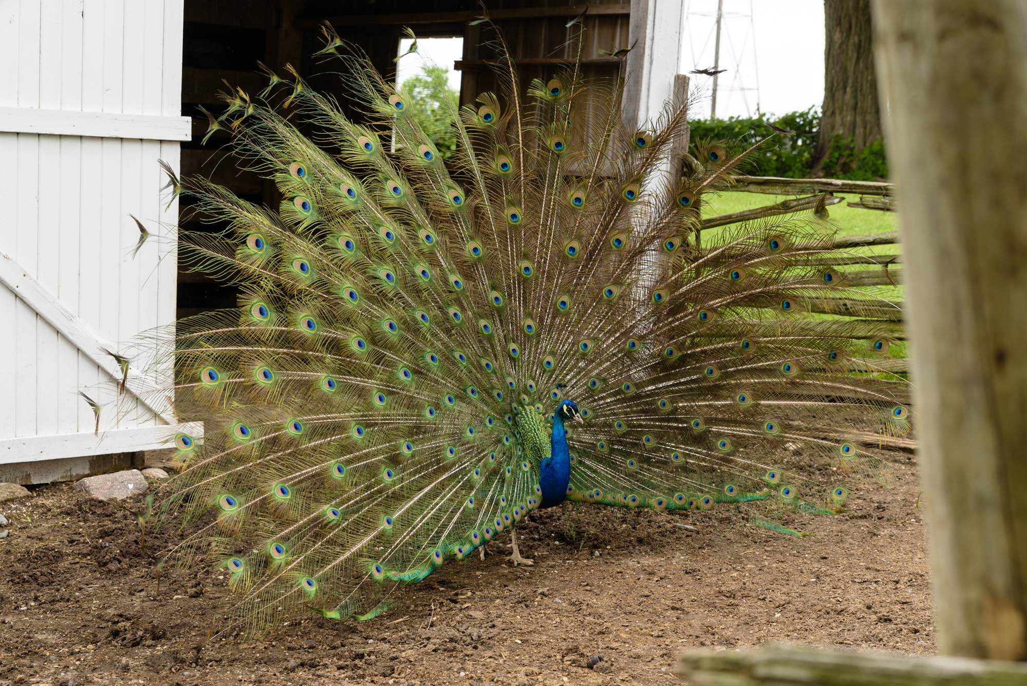 Peacock at Amish Acres