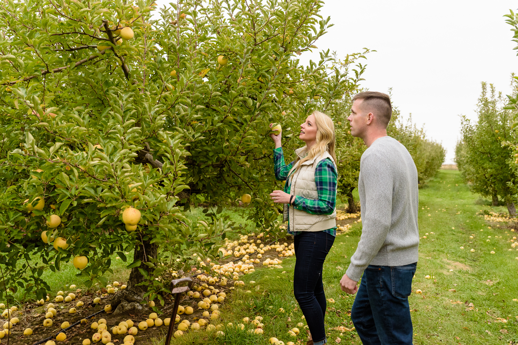 Engaged couple picking apples at Curtis Orchard and Pumpkin Patch in Champaign, IL