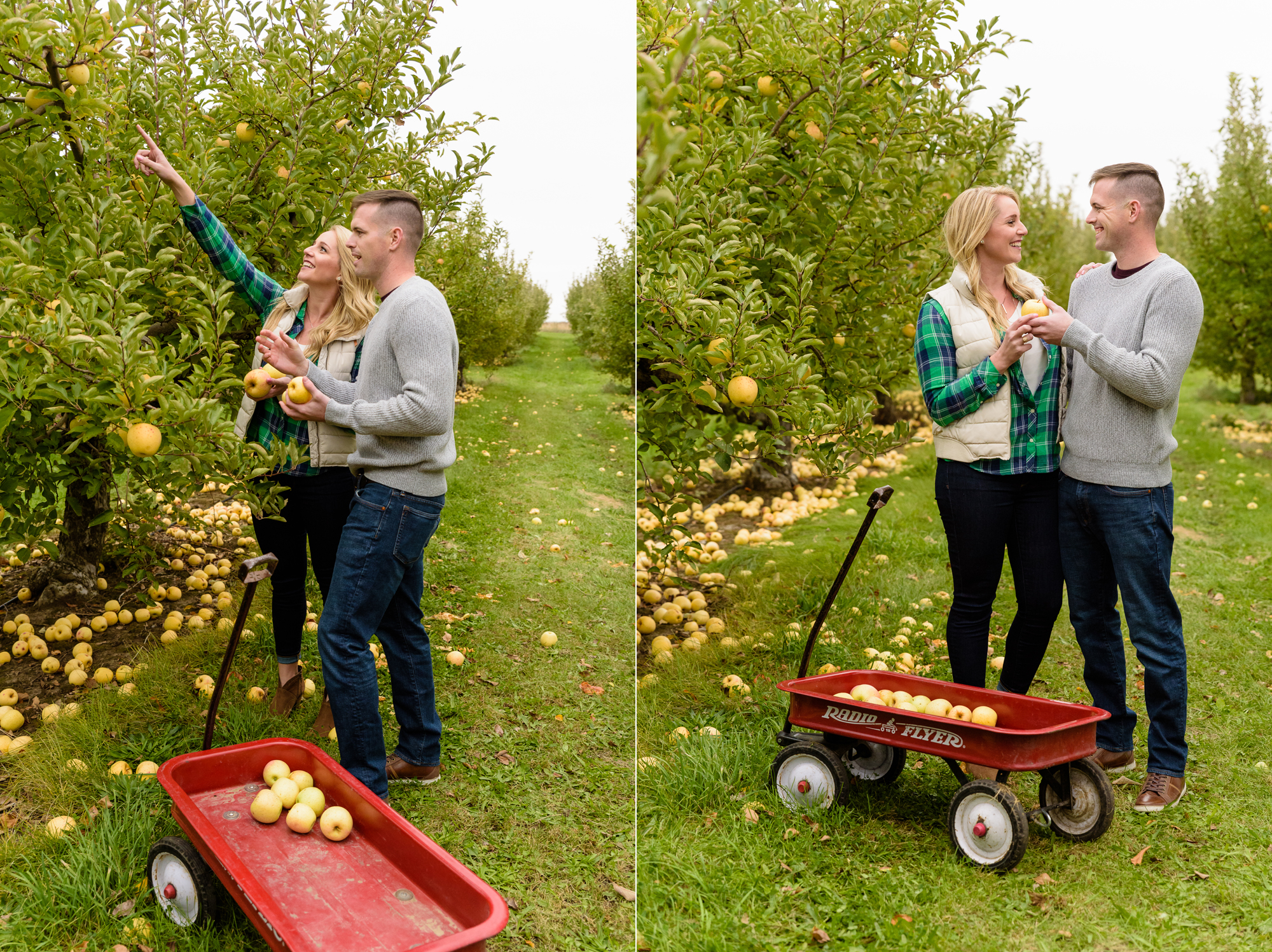 Engaged couple picking apples at Curtis Orchard and Pumpkin Patch in Champaign, IL