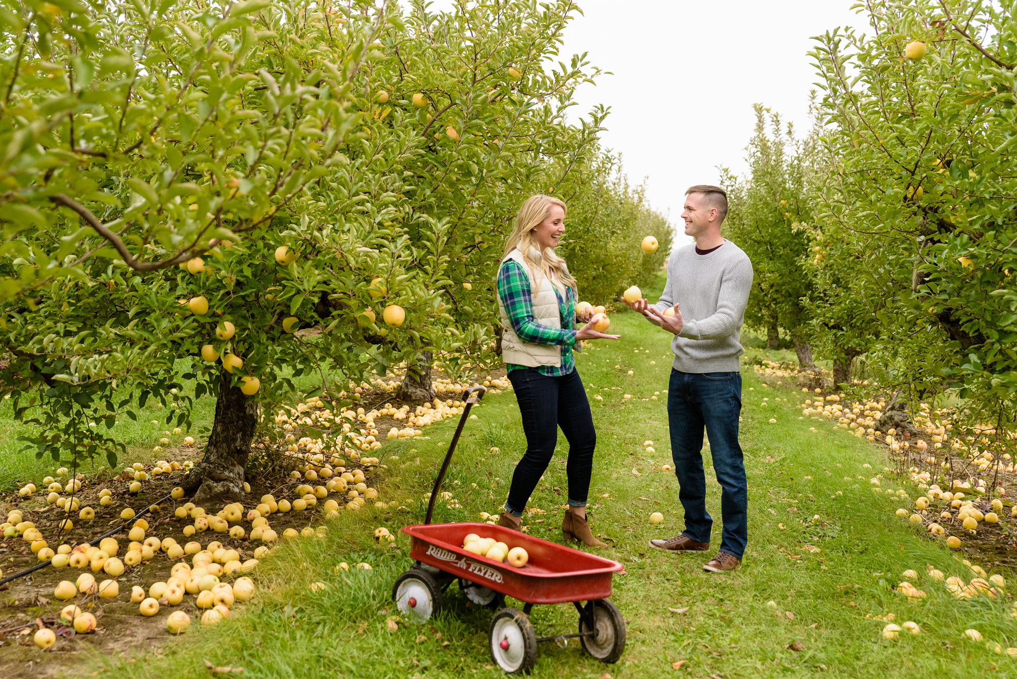 Engaged couple picking apples at Curtis Orchard and Pumpkin Patch in Champaign, IL