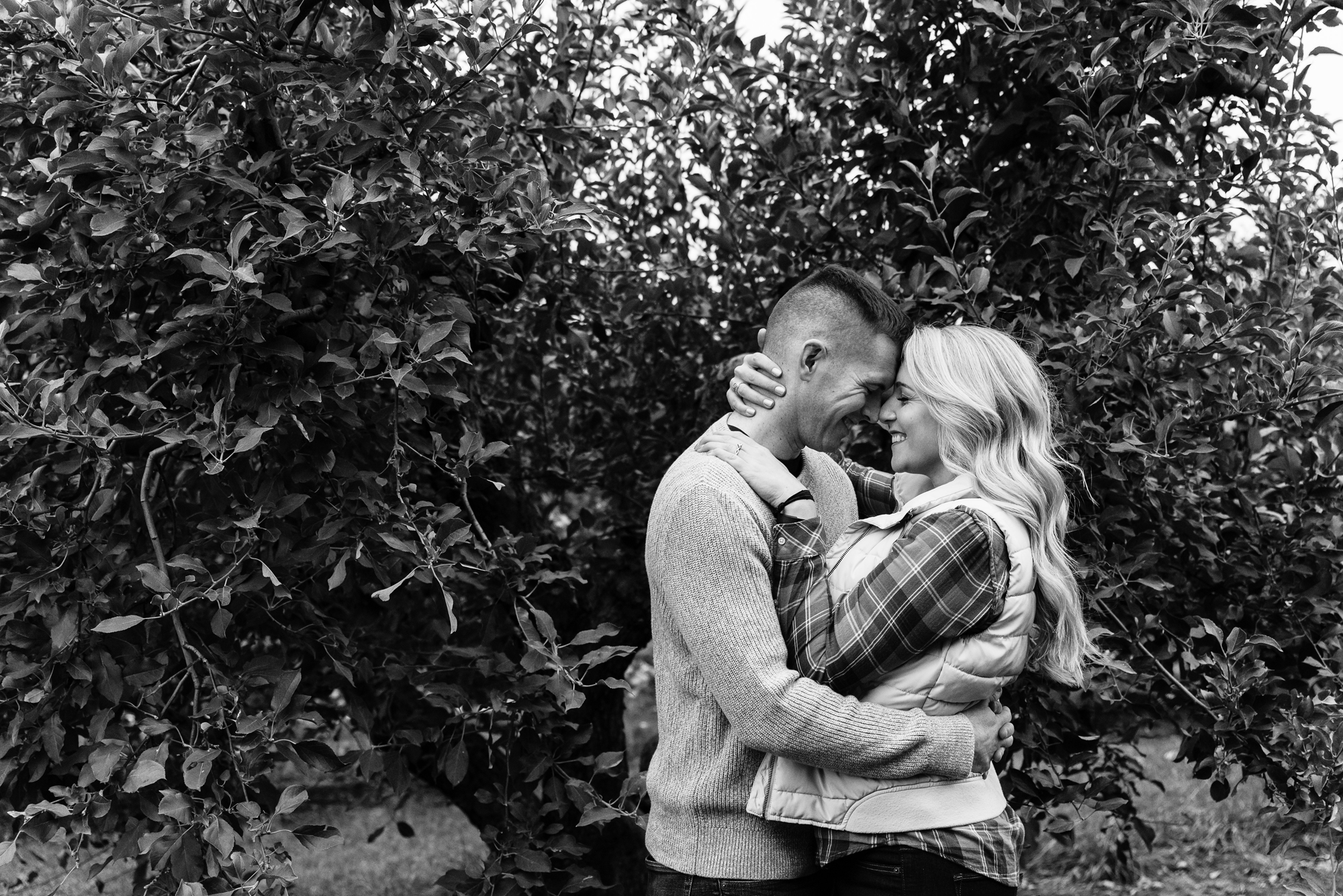 Engaged couple picking apples at Curtis Orchard and Pumpkin Patch in Champaign, IL