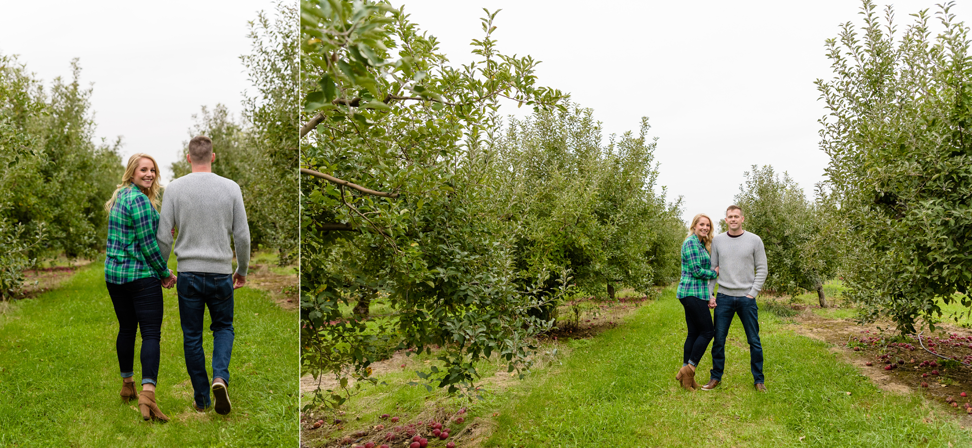 Engaged couple picking apples at Curtis Orchard and Pumpkin Patch in Champaign, IL