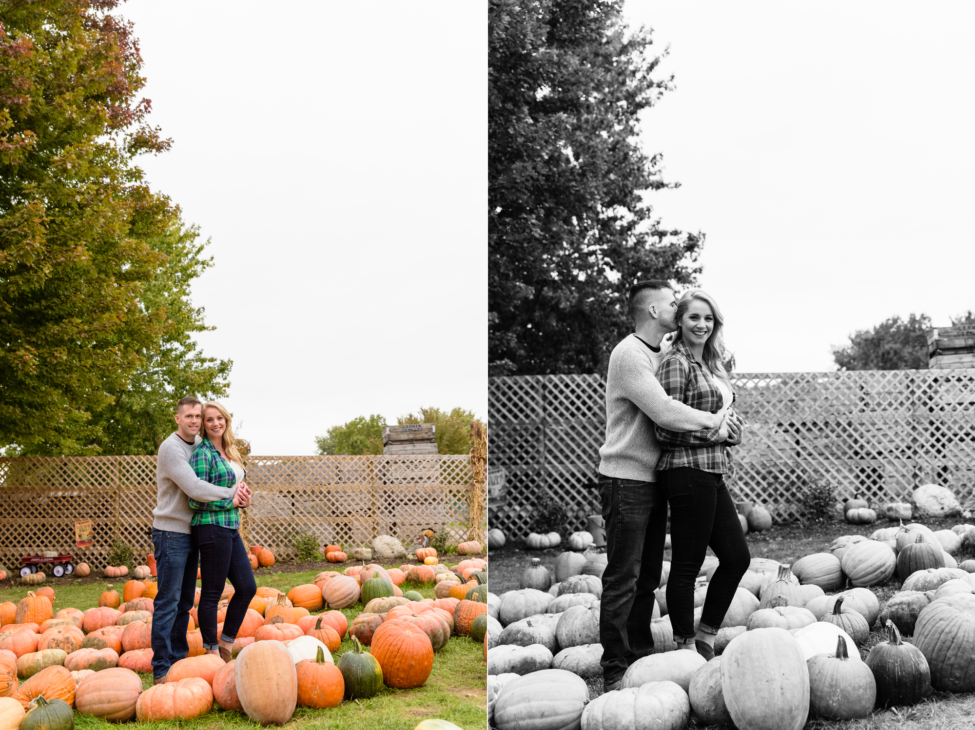 Engaged couple in the pumpkin patch  at Curtis Orchard and Pumpkin Patch in Champaign, IL